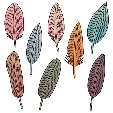 vektör tüy kümesi