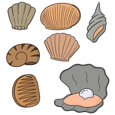 Deniz kabuğu vektör kümesi