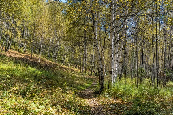 Het pad in het herfstbos — Stockfoto