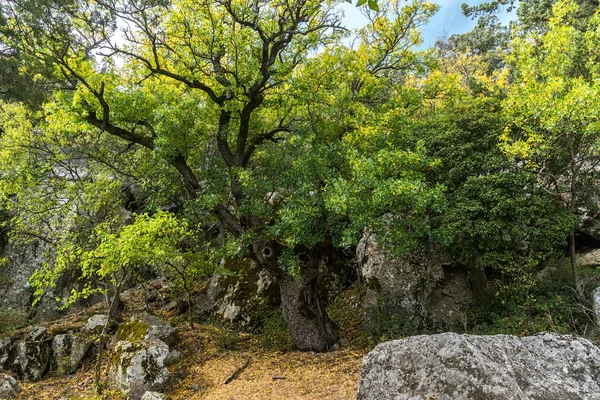 Kırım ormandaki yaşlı kayın