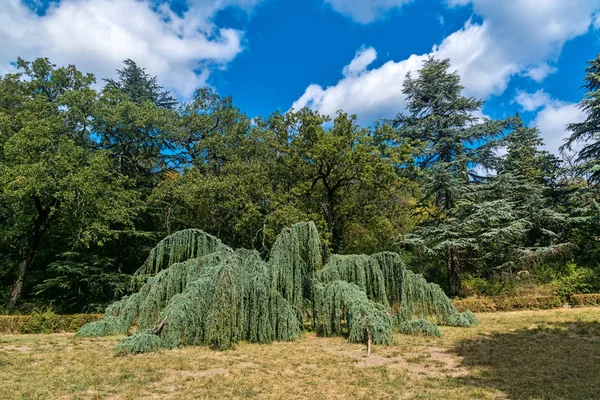 Árbol inusual en Massandra Park — Foto de Stock
