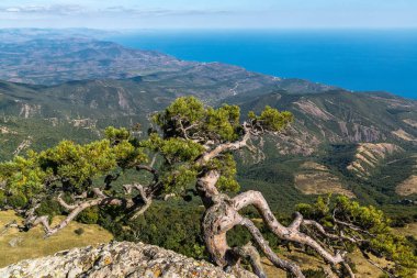 Çam Demerdzhi üstündeki uçurumun üzerinde büyür