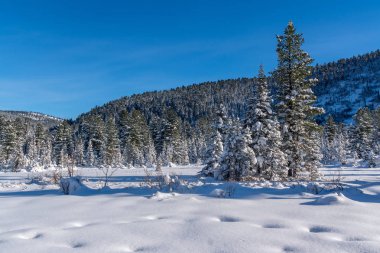 Karla kaplı göknar Khamar-Daban dağlarında