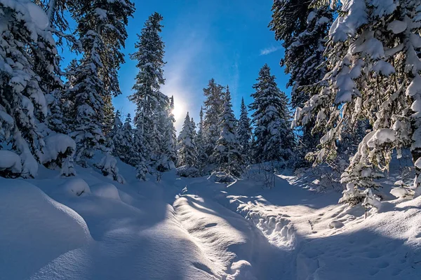 Winterdag in het bos — Stockfoto