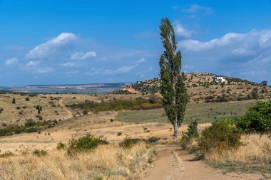 Yalnız ağaç alanları arasında