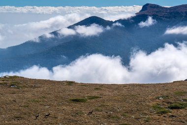 Üç Geyik Dağı Yaylası çalışan