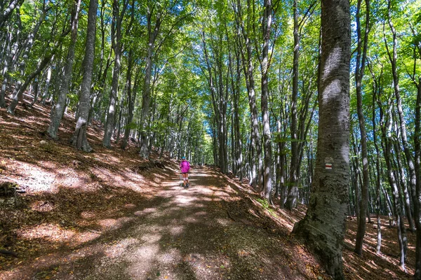 Tourist walking on the beech forest — Stock Photo, Image
