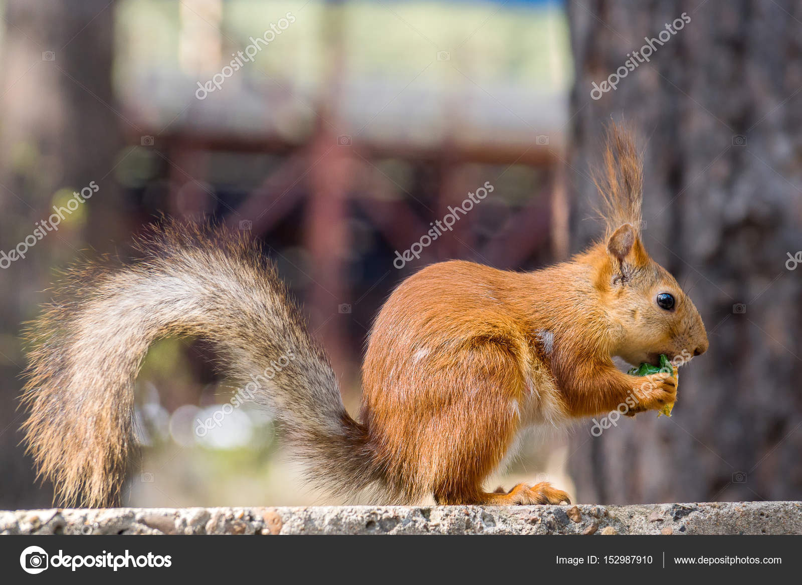 Funny squirrel eating candy — Stock Photo © tilpich.yandex.ru 152987910