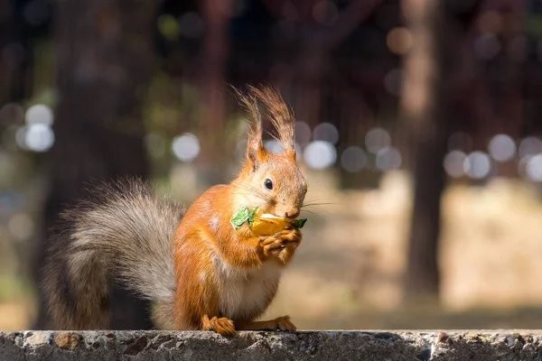 Funny squirrel eating candy — Stock Photo, Image