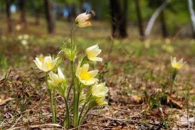 Sarı pasque çiçekler ilkbaharda yakın çekim.