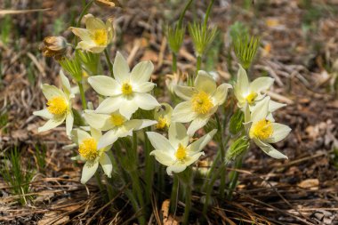 Sarı pasque çiçekler ilkbaharda yakın çekim.