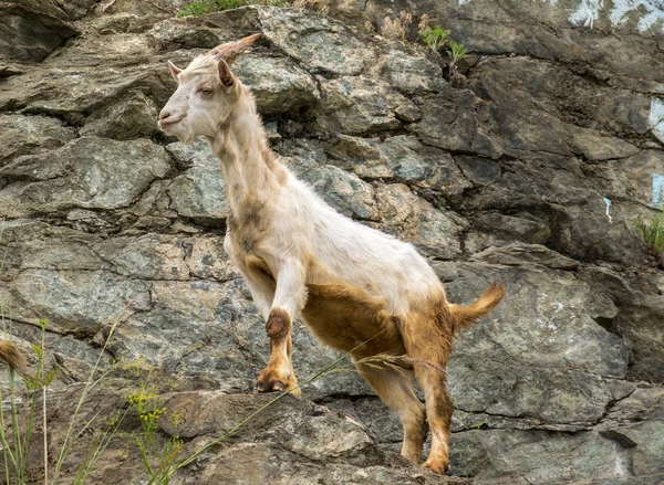 Keçi taşlı tepe üzerinde duruyor