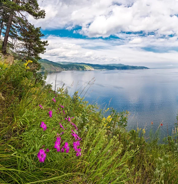 Fiori di Forget-me-nots sullo sfondo del lago Baikal — Foto Stock