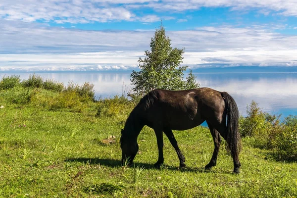 Лошадь пасутся на берегу Байкала — стоковое фото