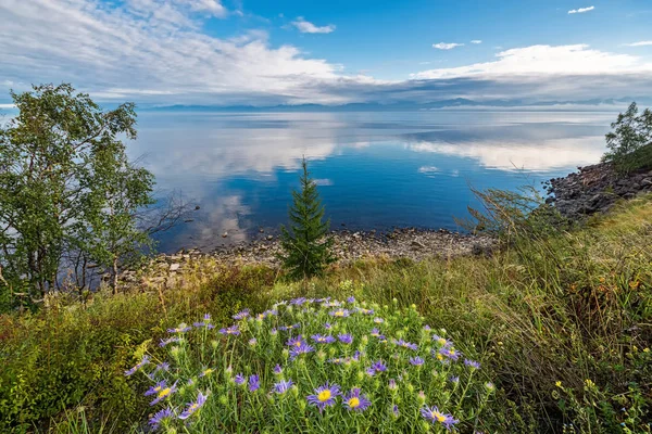 Lila prästkragar blossom på den sjön Baikal — Stockfoto