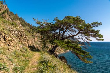Güzel ağaç büyük Baykal izinde