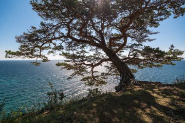 Güzel ağaç büyük Baykal izinde