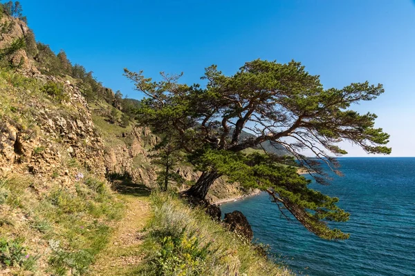 Güzel ağaç büyük Baykal izinde