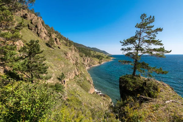 Güzel ağaç büyük Baykal izinde