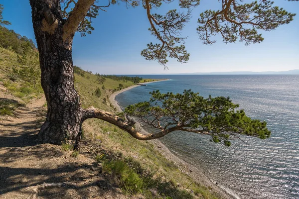 Pohon yang indah di jalur Baikal yang besar — Stok Foto