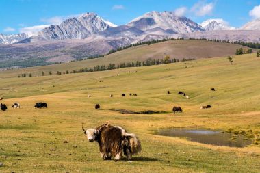 Sayan Dağları'nın arka planda bir mera üzerinde otlatma yaks sürüsü