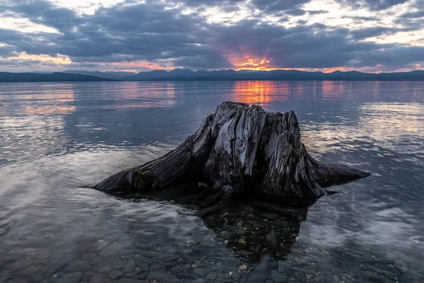 Ceppo nell'acqua del lago Hovsgol — Foto Stock