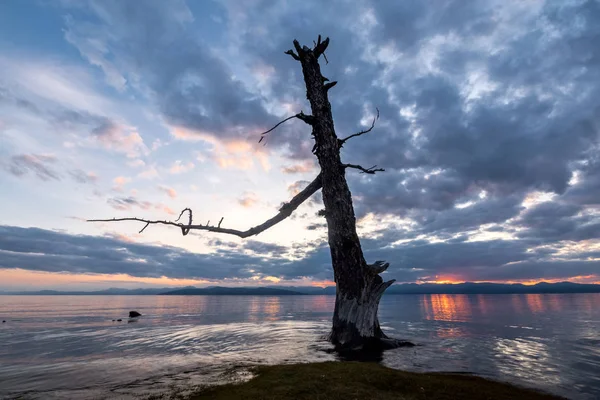 Vecchio albero sulle rive del lago Hovsgol — Foto Stock