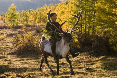 11 Eylül 2017: Moğol çocuk bir geyik, Moğol orman gezintisi