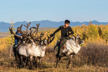 11 Eylül 2017: Moğol çocuklar Ren geyiği mera, Moğol orman yol