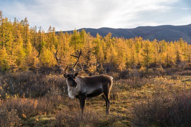 Bir orman glade otlatma geyik