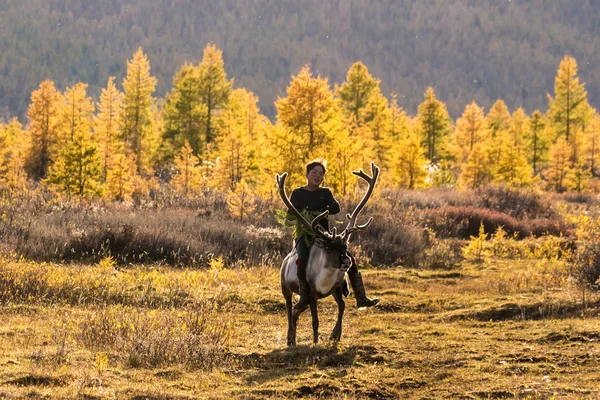 11 сентября 2017 года: Монгольский мальчик едет на олене, Монгольский лес — стоковое фото