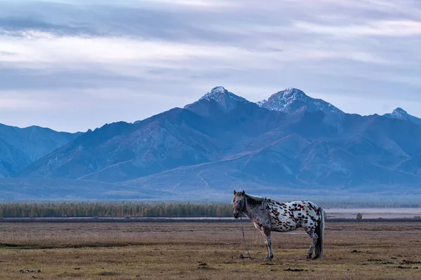Пятнистая лошадь на фоне гор — стоковое фото