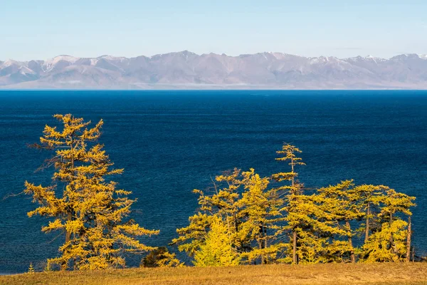 Larch di pantai Danau Khovsgol — Stok Foto