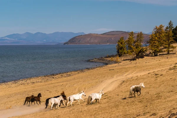 Sekelompok kuda merumput di pantai Danau Hovsgol — Stok Foto