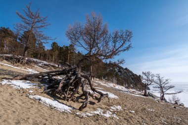Sandy Bay Baykal Gölü üzerinde tumturaklı ağaçlar