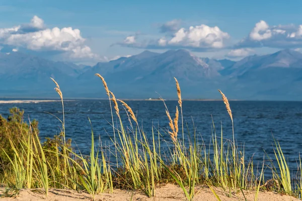 Sedge στην ακτή της λίμνης Baikal — Φωτογραφία Αρχείου