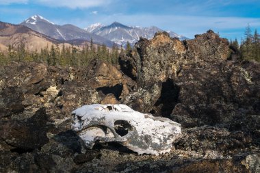 Donmuş bir lavın üzerindeki bir hayvanın kafatası. Buryatia Cumhuriyeti 'nin Okinsky ilçesi