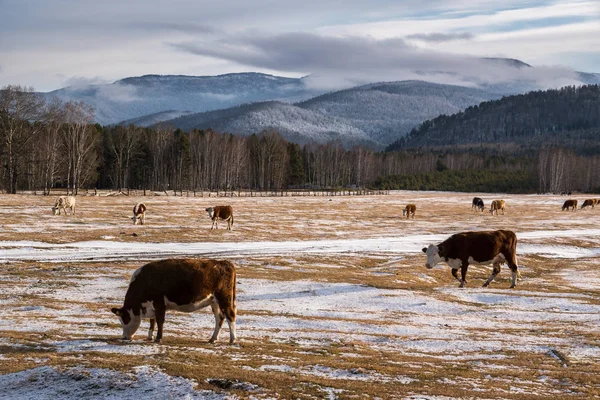 Cows graze on a snowy field in Tunka Valley — Stock Photo, Image