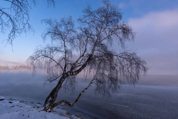 Betulla sulle rive del fiume Angara — Foto Stock