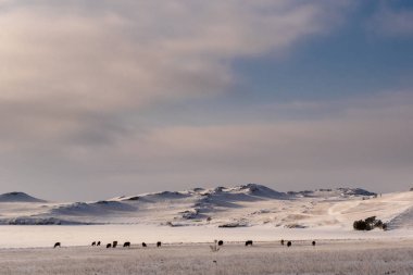 Baykal Gölü kıyısındaki karlı bir tarlada inekler otlar.