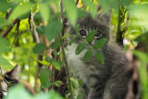 Il gattino si nascose tra i cespugli tra le foglie — Foto Stock