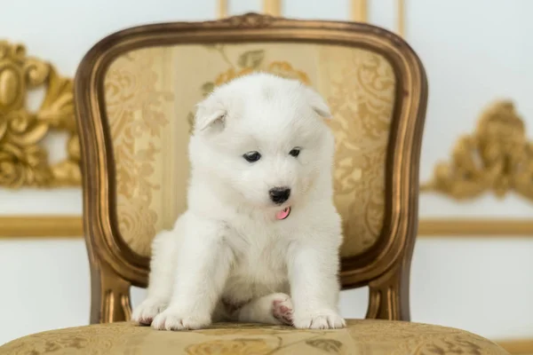 Blanco Laika cachorro se sienta en una silla —  Fotos de Stock