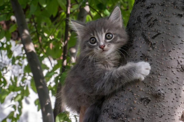 Маленький кошеня сидить на дереві в саду — стокове фото