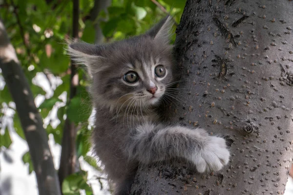 Little kitten sits on a tree in the garden — Stock Photo, Image