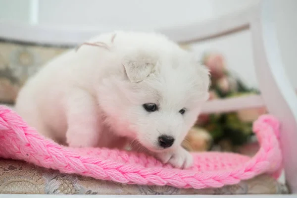 Witte Laika puppy zit op een stoel — Stockfoto