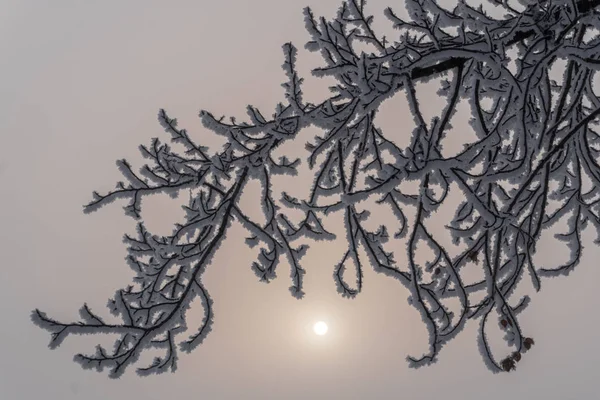 Branches d'arbres couvertes de givre — Photo