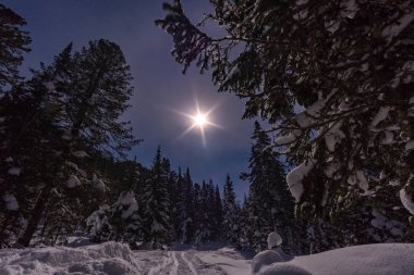 Sibirya Ormanında Ay Işığı Gecesi