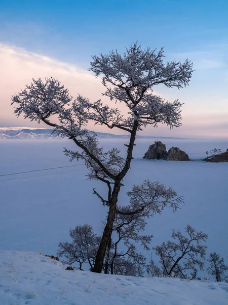 Ένα Δέντρο Καλυμμένο Παγετό Στην Όχθη Της Λίμνης Βαϊκάλης — Φωτογραφία Αρχείου