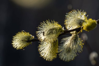 Söğüt dalında bahar tomurcukları