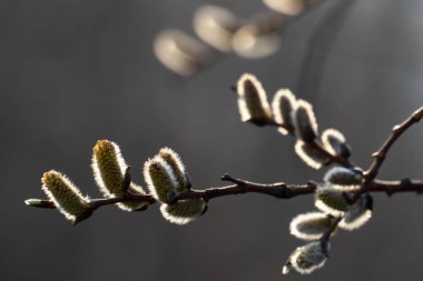 Söğüt dalında bahar tomurcukları